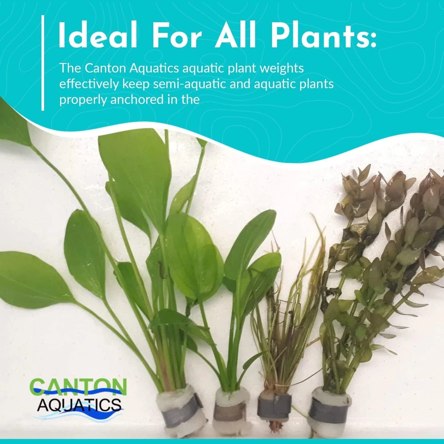 mature specimen of Aquatic Aquarium Plant Anchor Weights live houseplant from Divine Roots