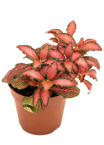 leaf detail of Fittonia Forest Rooted Starter Plant live houseplant from Divine Roots