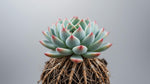 side profile of Echeveria Blue Elf Succulent live succulent from Divine Roots