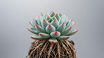 Echeveria Blue Elf Succulent live plant from Divine Roots — photo 4 of 10