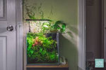 mature specimen of Pacific Wood For Aquascaping live houseplant from Divine Roots