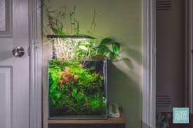 mature specimen of Pacific Wood For Aquascaping live houseplant from Divine Roots