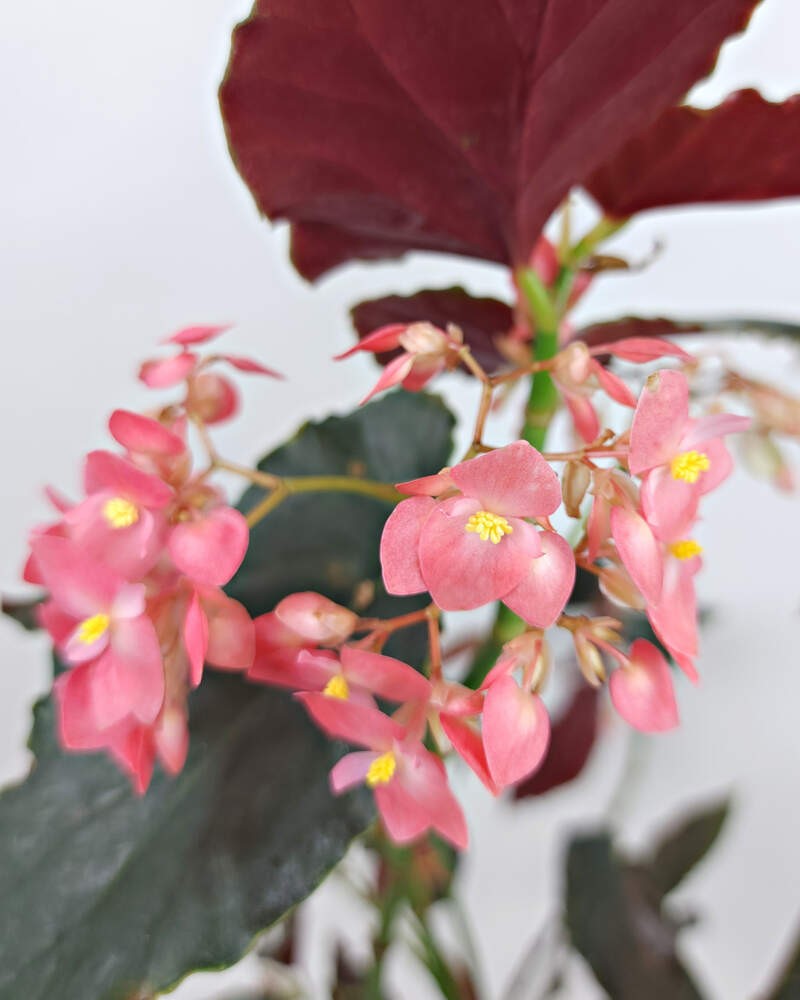 top view of Angel Wing Begonia Sunbrite Pink live Begonia from Divine Roots