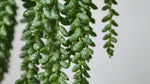 full view of Senecio Peregrinus String of Dolphins live succulent from Divine Roots