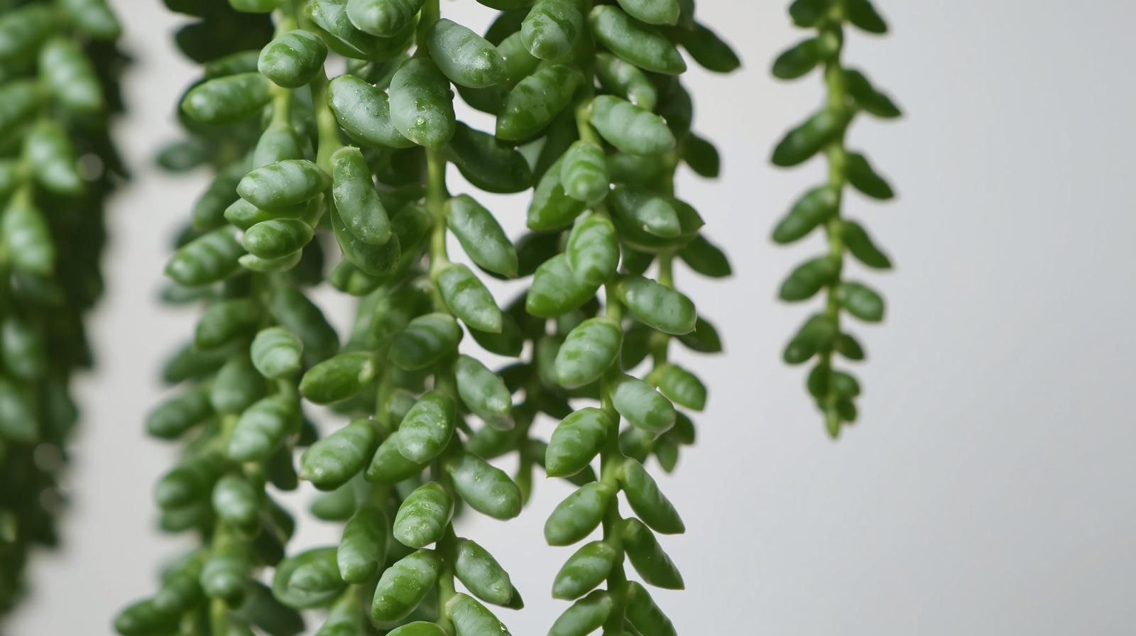 full view of Senecio Peregrinus String of Dolphins live succulent from Divine Roots