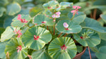 Angel Wing Begonia Richmondensis Pink Rooted Starter Plant live Begonia from Divine Roots
