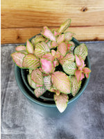 close-up detail of Fittonia Zalm Ruby Lime Rooted Starter Plant live houseplant from Divine Roots