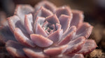 full view of Echeveria Perle Von Nurnberg Rooted Starter Plant live succulent from Divine Roots