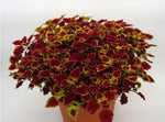 side profile of Coleus Inky Fingers Rooted Starter Plant live houseplant from Divine Roots