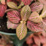 top view of Fittonia Verschaffeltii Pink Rooted Starter Plant live houseplant from Divine Roots