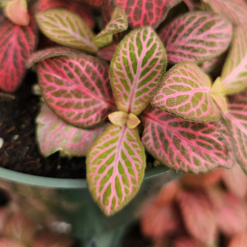 top view of Fittonia Verschaffeltii Pink Rooted Starter Plant live houseplant from Divine Roots