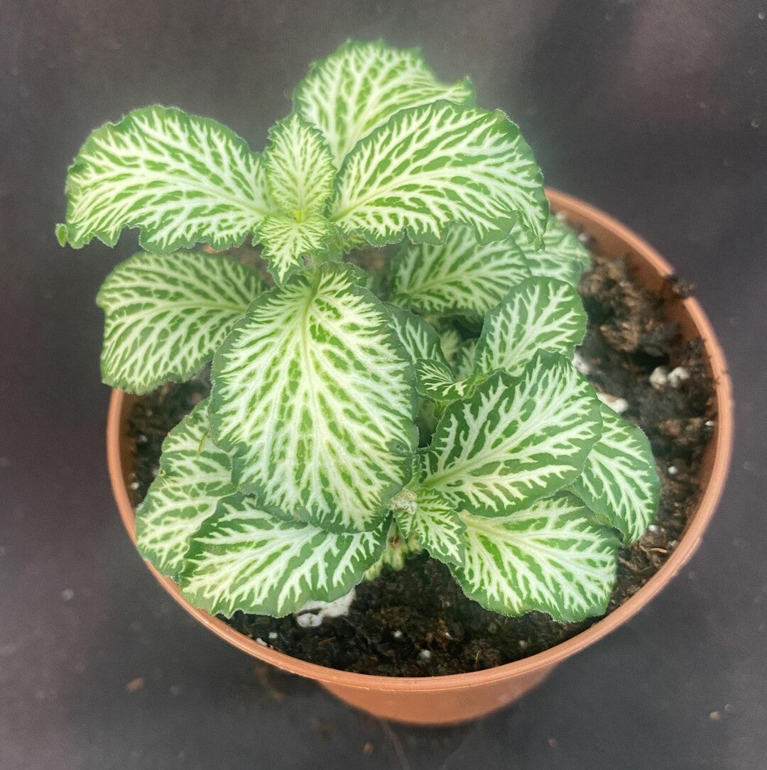 growth pattern of Fittonia White Tiger Rooted Starter Plant live houseplant from Divine Roots