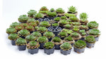 full view of Succulents Sempervivum Assortment Rooted Starter Plant live succulent from Divine Roots