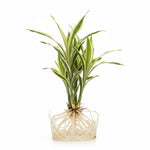 size reference for Sanderiana Variegated Dracaena live Dracaena from Divine Roots