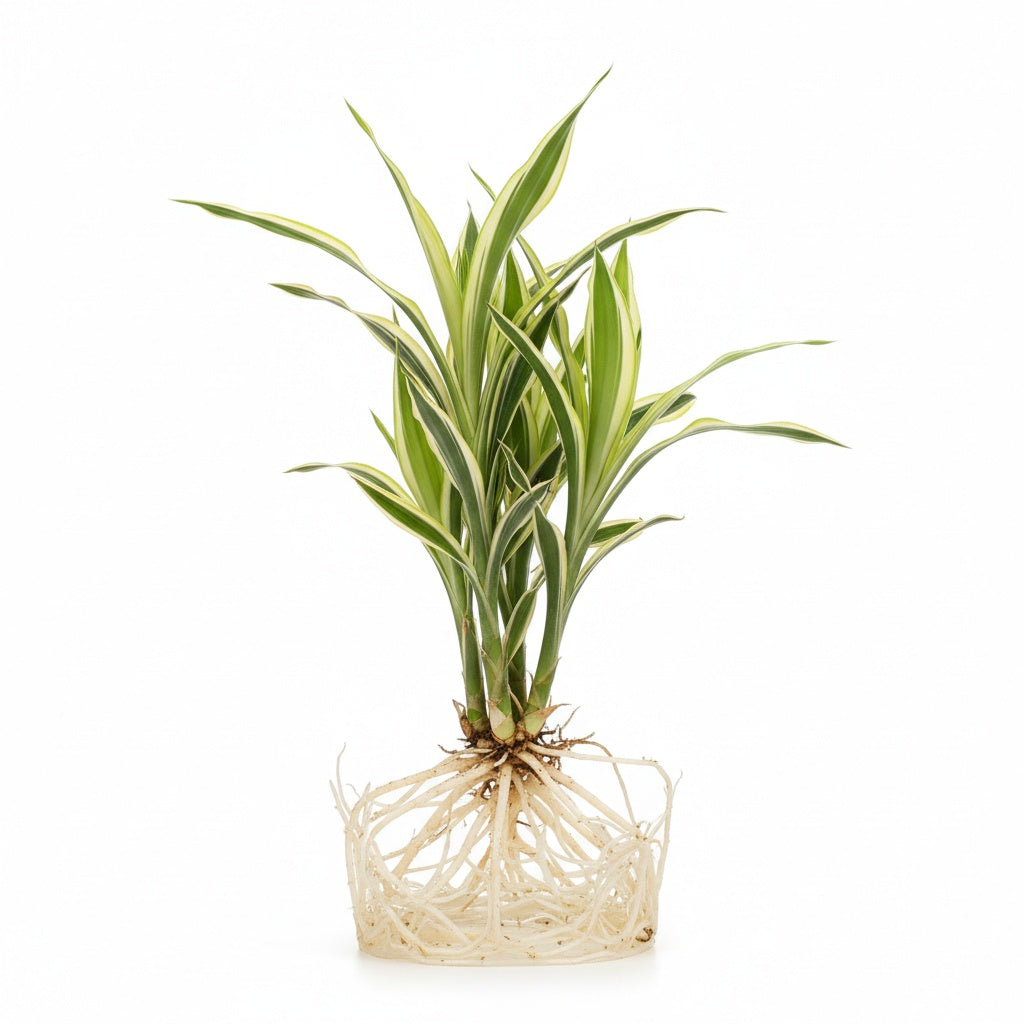 size reference for Sanderiana Variegated Dracaena live Dracaena from Divine Roots