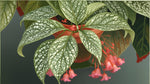 Angel Wing Begonia Snow Capped live Begonia from Divine Roots