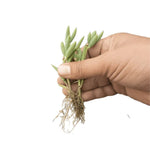 close-up detail of Senecio Radieans String Of Bananas Rooted Starter Plant live succulent from Divine Roots