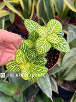 full view of Fittonia Jolly Lemon Rooted Starter Plant live houseplant from Divine Roots