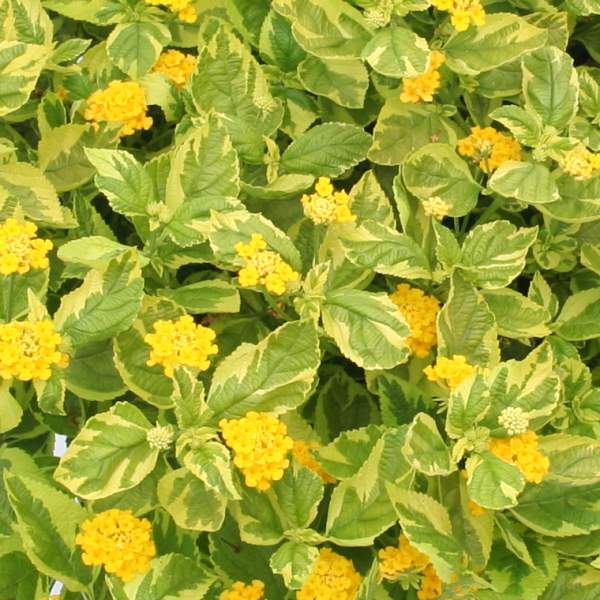 mature specimen of Lantana Assorted Rooted Starter Plant Bundle live plant bundle from Divine Roots
