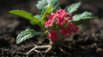 leaf detail of Lantana Dwarf Raspberry (Rooted Starter Plant) live houseplant from Divine Roots