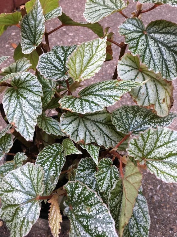 potted Angel Wing Begonia Frosty Rooted Starter Plant live Begonia from Divine Roots
