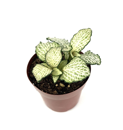 leaf detail of Fittonia Purple Snow Anne Rooted Starter Plant live houseplant from Divine Roots
