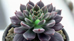 close-up detail of Echeveriaaffinis Black Knight Rooted Starter Plant live succulent from Divine Roots