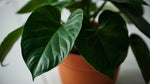 growth pattern of Philodendron Micans (Velvet-Leaf Philodendron) live Philodendron from Divine Roots