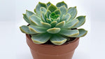 potted Echeveria Vertis live succulent from Divine Roots