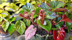 new growth on Angel Wing Begonia Sophia Rooted Starter Plant live Begonia from Divine Roots