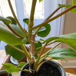 potted Philodendron Malay Gold Lemon Lime Rooted Starter Plant live Philodendron from Divine Roots
