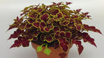growth pattern of Coleus Inky Fingers Rooted Starter Plant live houseplant from Divine Roots