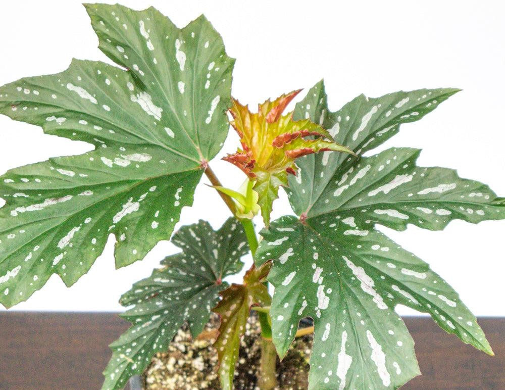 top view of Angel Wing Begonia Sophia live Begonia from Divine Roots