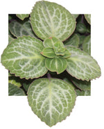 leaf detail of Plectranthus Swedish Ivy Emerald Lace live trailing plant from Divine Roots