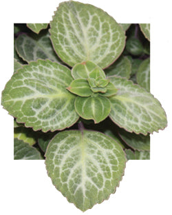 leaf detail of Plectranthus Swedish Ivy Emerald Lace live trailing plant from Divine Roots