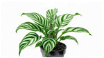 mature specimen of Calathea Freddie live prayer plant from Divine Roots