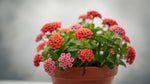 side profile of Lantana Dallas Red (Rooted Starter Plant) live houseplant from Divine Roots