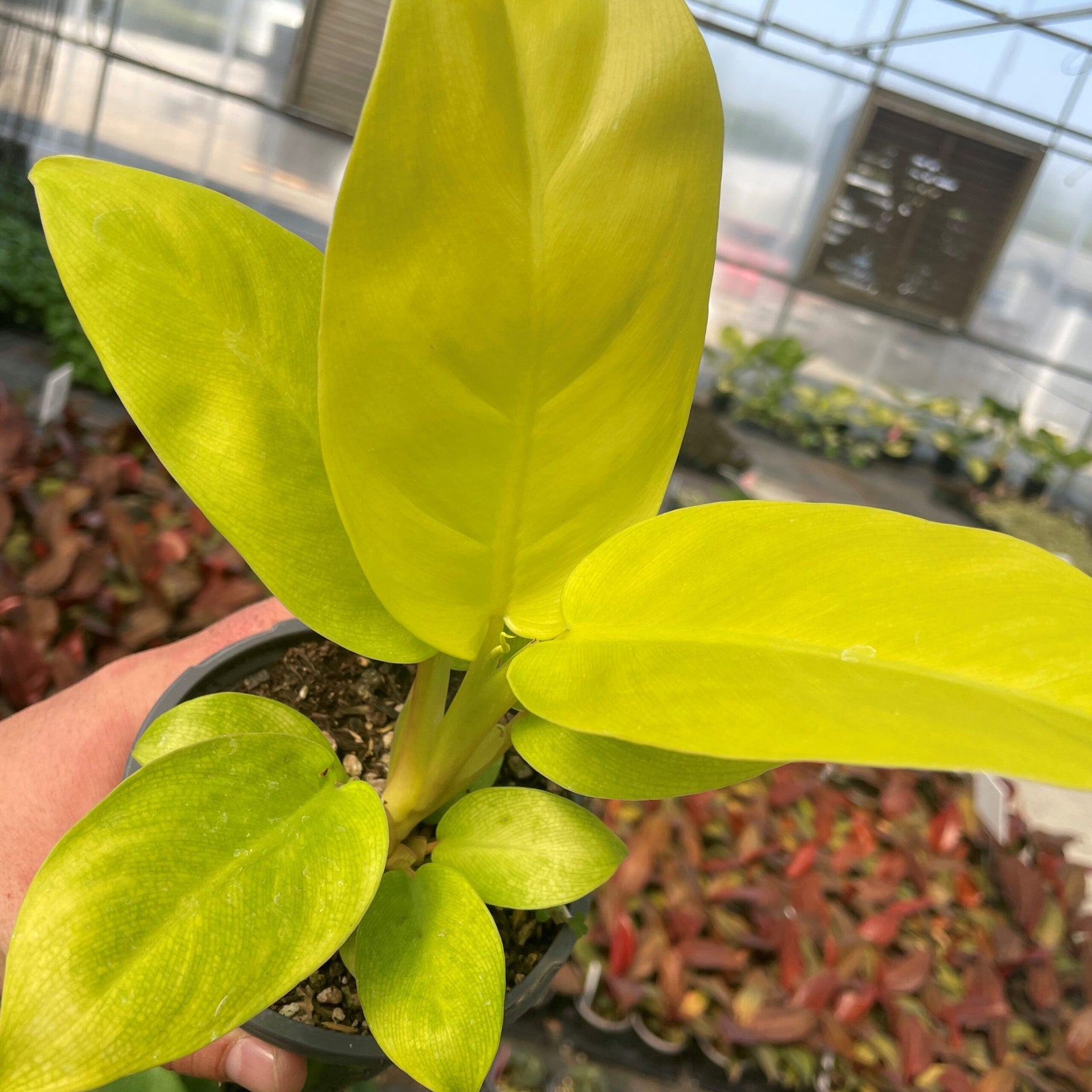 leaf detail of Philodendron Malay Gold Lemon Lime Rooted Starter Plant live Philodendron from Divine Roots