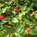 side profile of Angel Wing Begonia Sunbrite Red live Begonia from Divine Roots