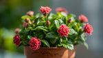 leaf detail of Lantana Dwarf Raspberry live houseplant from Divine Roots