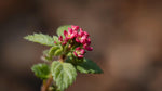 detail shot of Lantana Dwarf Raspberry (Rooted Starter Plant) live houseplant from Divine Roots