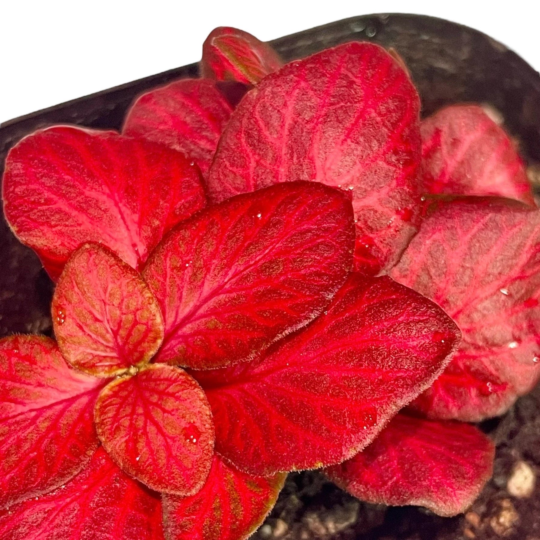 new growth on Fittonia Red Flame Rooted Starter Plant live houseplant from Divine Roots