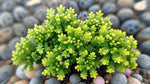 close-up detail of Sedum Acre Succulent Rooted Starter Plant live succulent from Divine Roots