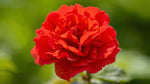 close-up detail of Begonia Double Geneva Red live Begonia from Divine Roots