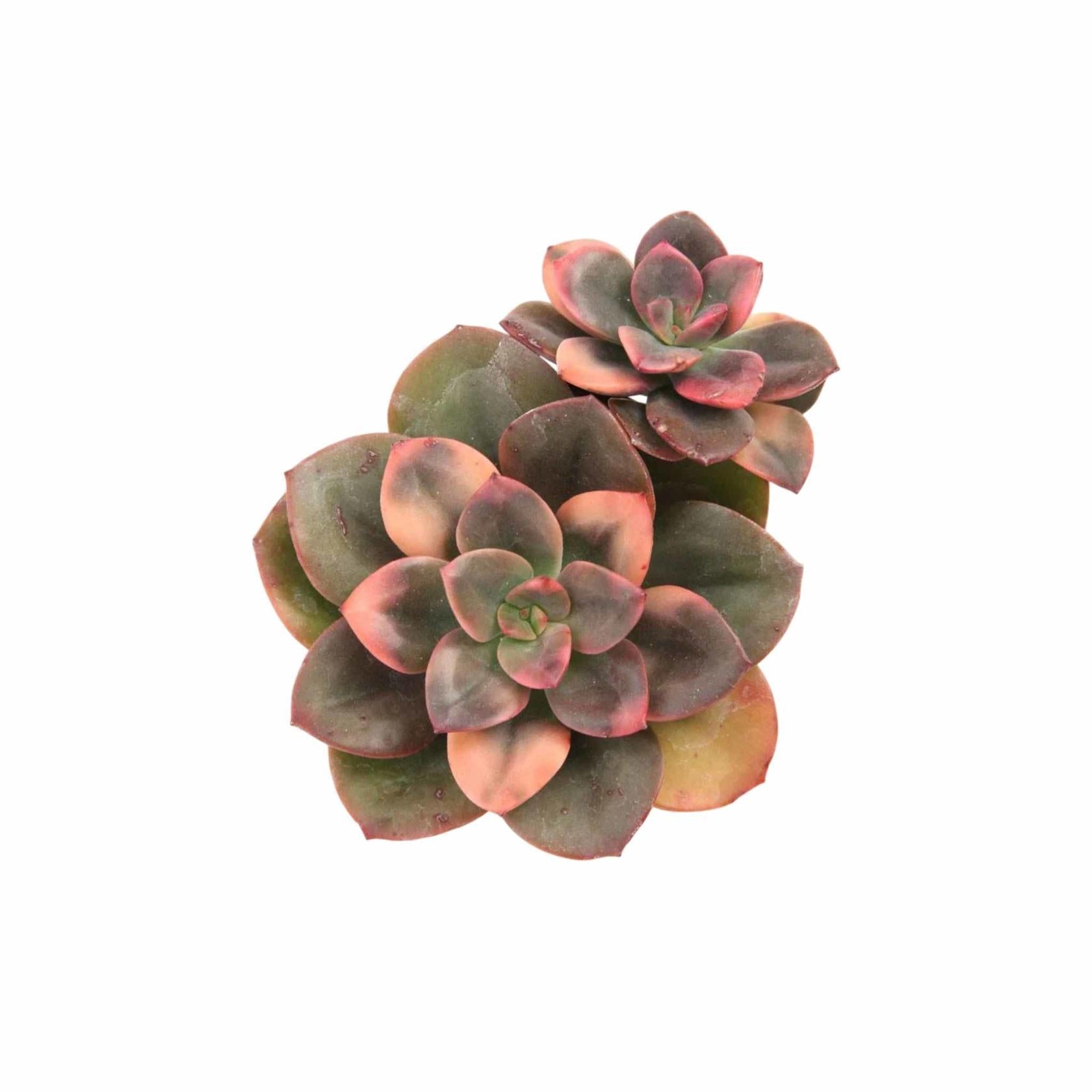 Echeveria Chroma live plant from Divine Roots — main product photo