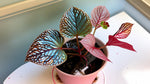 Angel Wing Begonia Benigo Pink Rooted Starter Plant live Begonia from Divine Roots