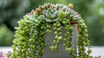 full view of Succulents Trailing Assortment Rooted Starter Plant live succulent from Divine Roots