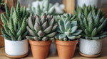 top view of Senecio Succulent Plant Pack live succulent from Divine Roots
