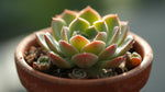 growth pattern of Echeveria Prolifica Succulent live succulent from Divine Roots
