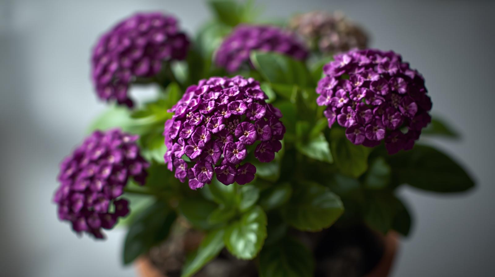 leaf detail of Lantana camara 'Dark Purple' live houseplant from Divine Roots